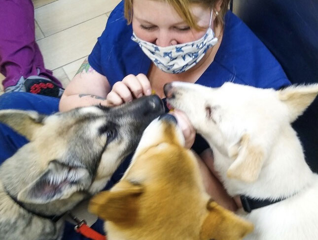 Pet Behavior Counseling